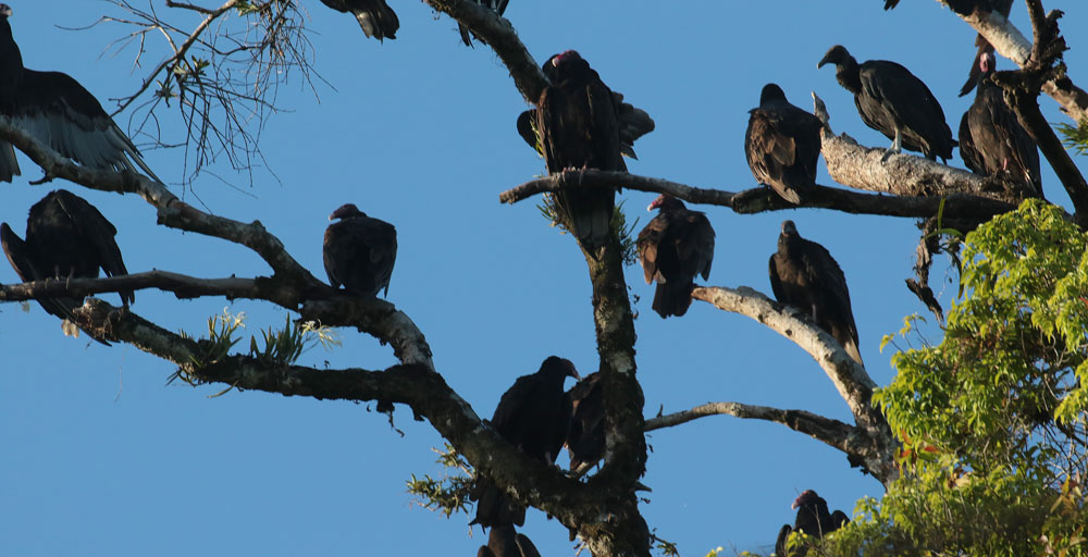 Turkey Vultures